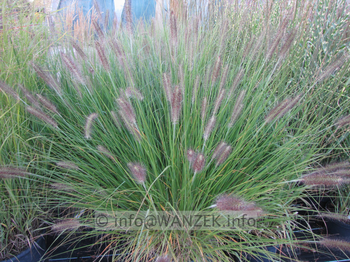 Pennisetum alopecuroides - Sol 1.JPG